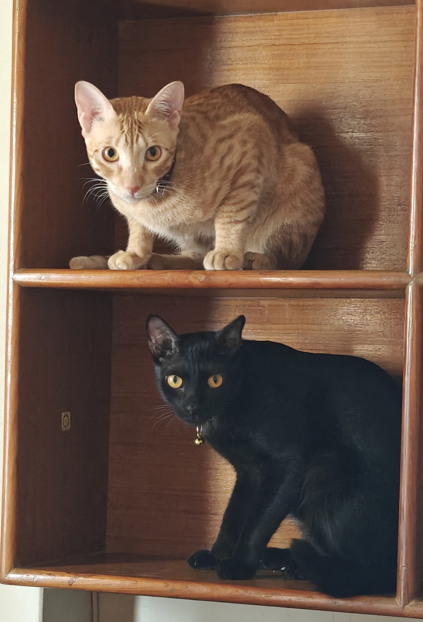 My two cats