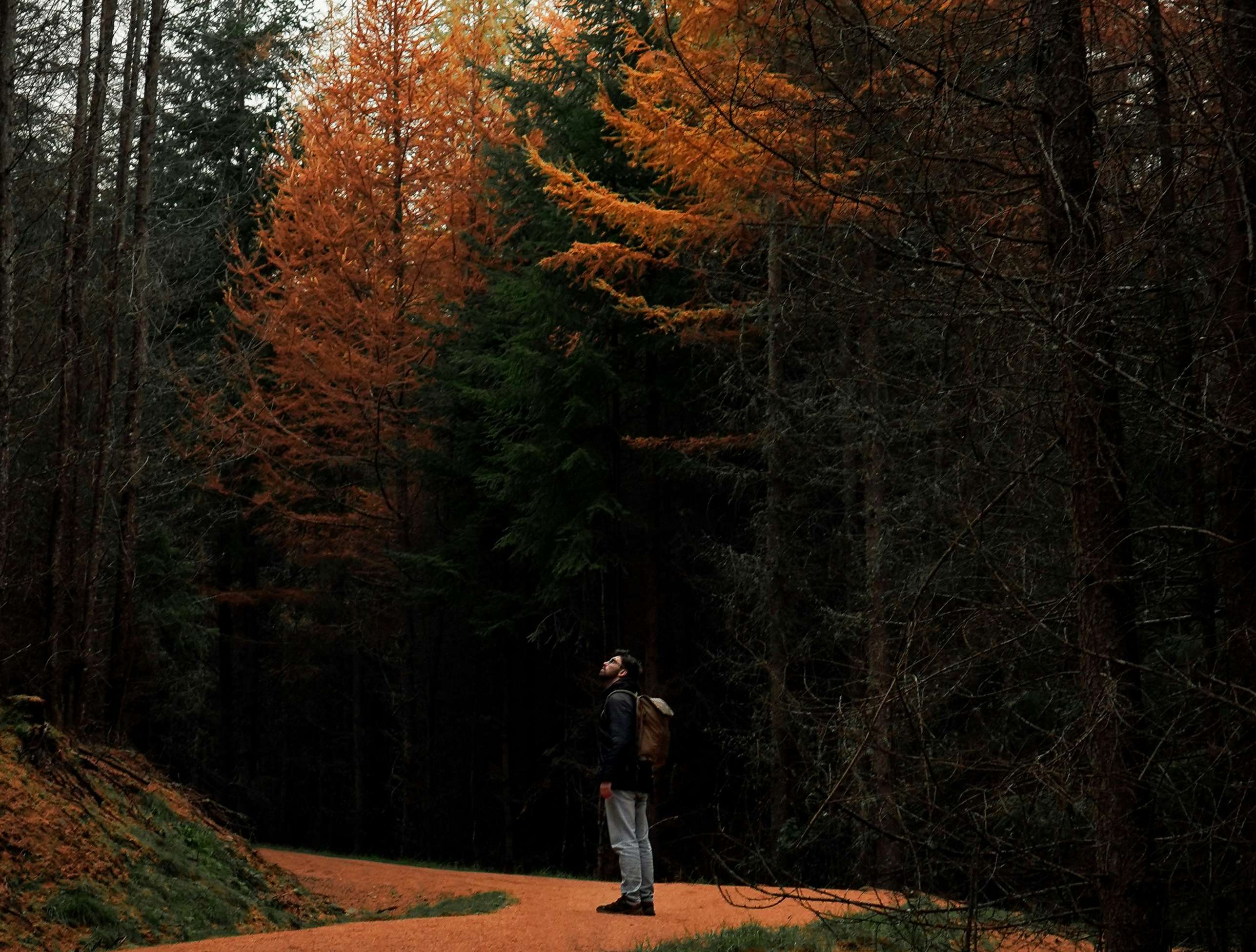 a person standing on a dirt road in the woods